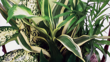 All Plants