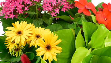 Green & Blooming Plants