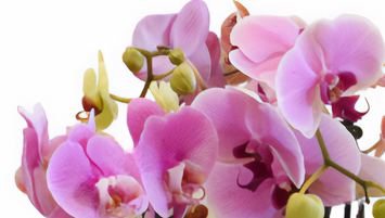 Orchid Plants