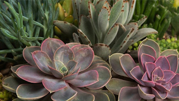 Succulents & Terrariums
