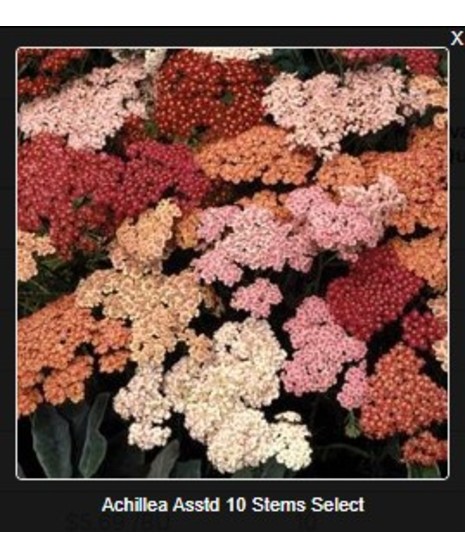 Achillea