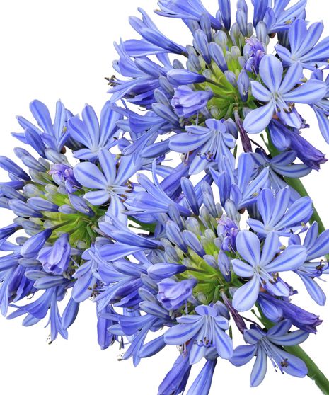 Agapanthus Bulk