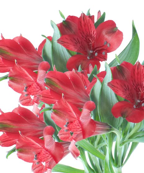Alstroemeria Bulk