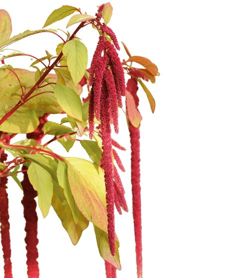 Amaranthus Bulk