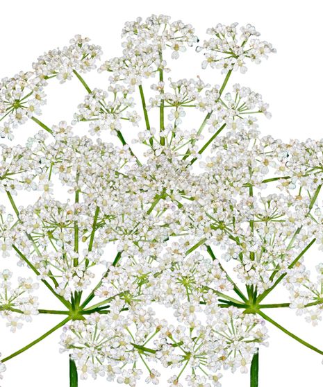 Ammi Majus Bulk