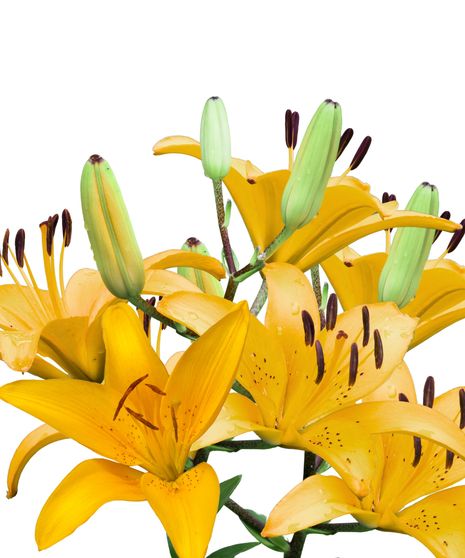 Asiatic Lily Bulk