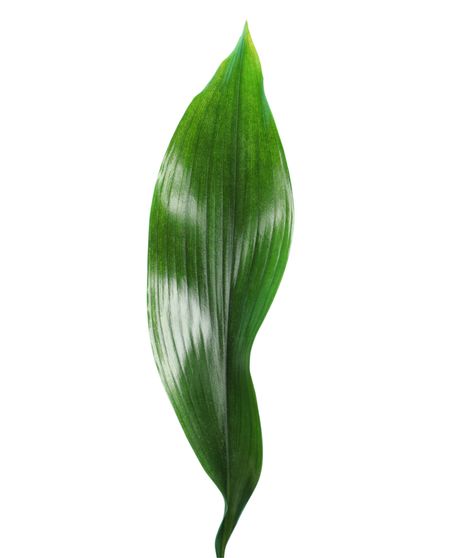 Aspidistra Stem