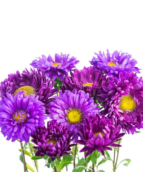 Aster Bulk