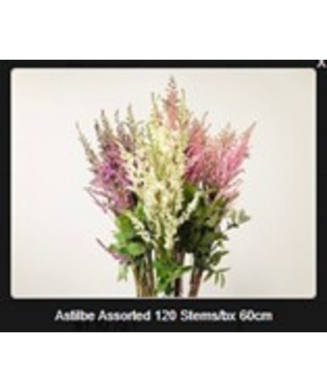 Astilbe