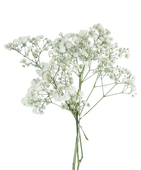 Gypsophila Stem