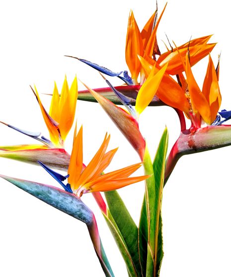 Birds of Paradise Bulk