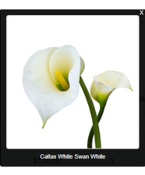 Calla Lily