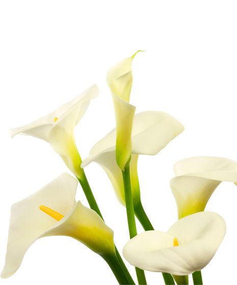 Calla Lily Bulk