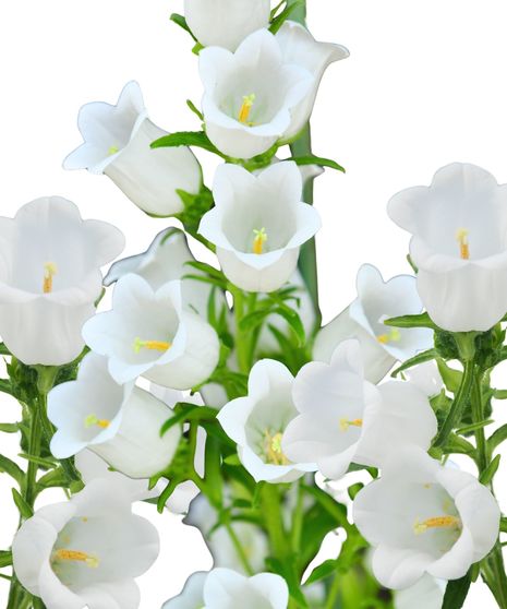 Campanula Bulk