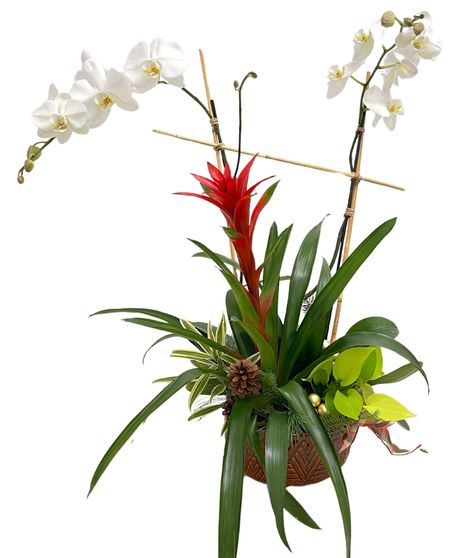 Tropical Christmas Plant
