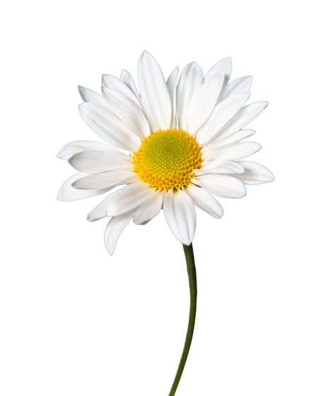 Daisy