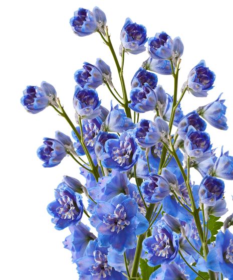 Delphinium Bulk