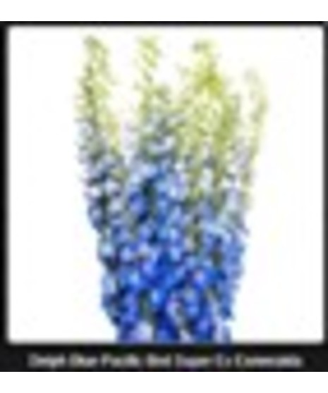 Delphinium