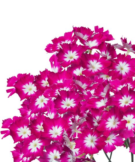 Dianthus Bulk