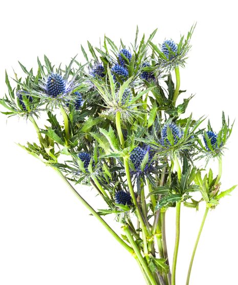 Eryngium Bulk
