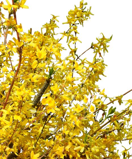 Forsythia Bulk
