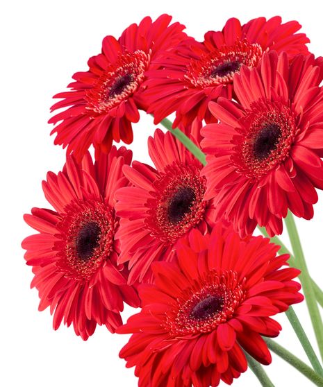 Gerbera Stem
