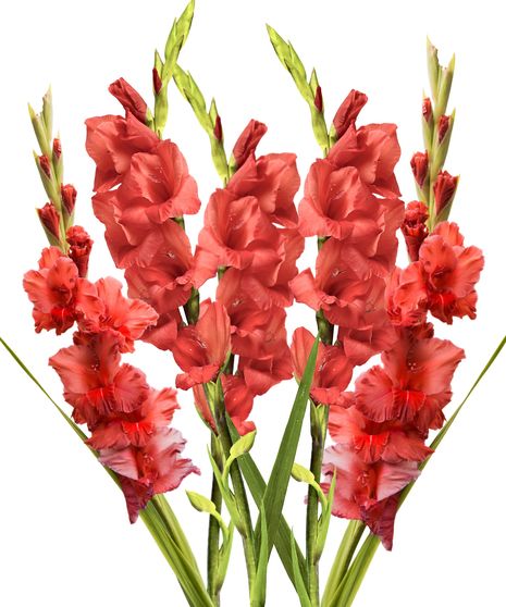 Gladiolus Bulk