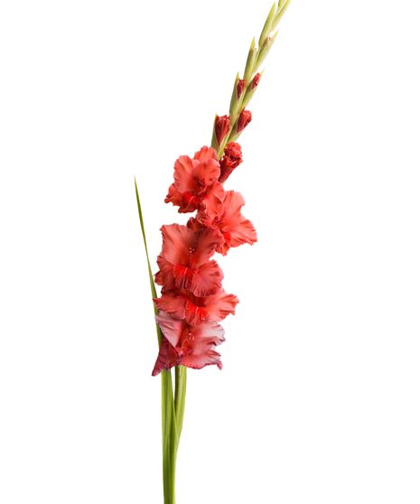 Gladiolus Stem
