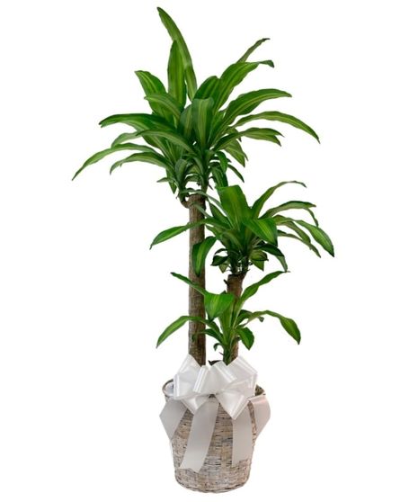 Corn Plant