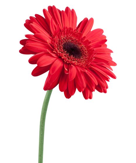 Gerbera Stem