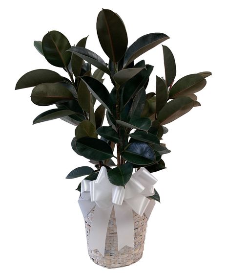 Rubber Tree Plant