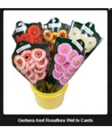 Gerbera
