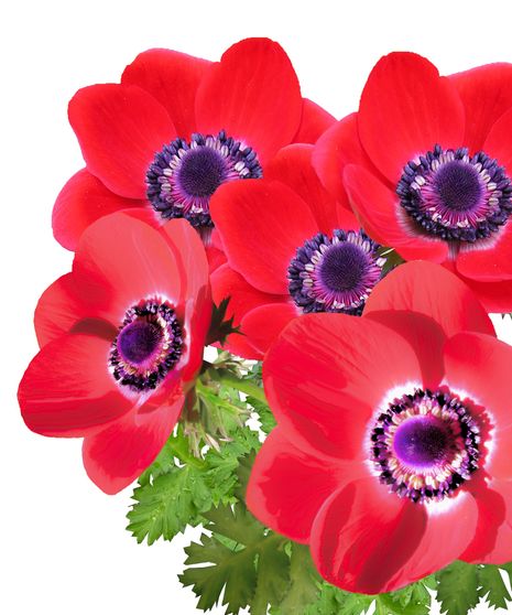 Anemone Bulk