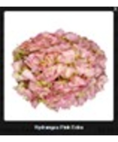 Hydrangea