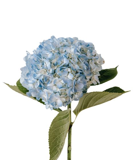 Hydrangea Stem