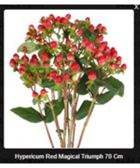 Hypericum