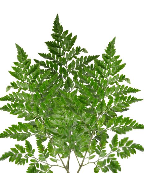 Leather leaf Bulk