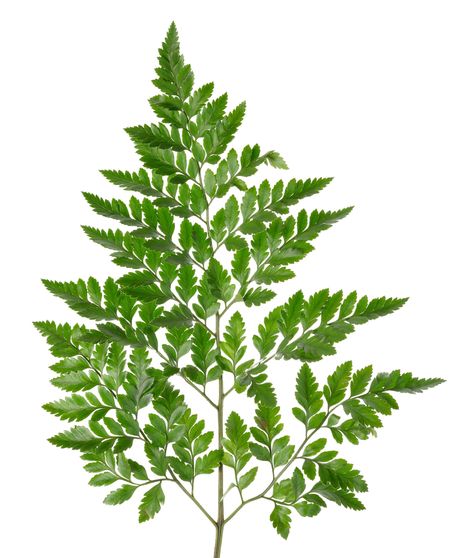 Leather leaf Stem