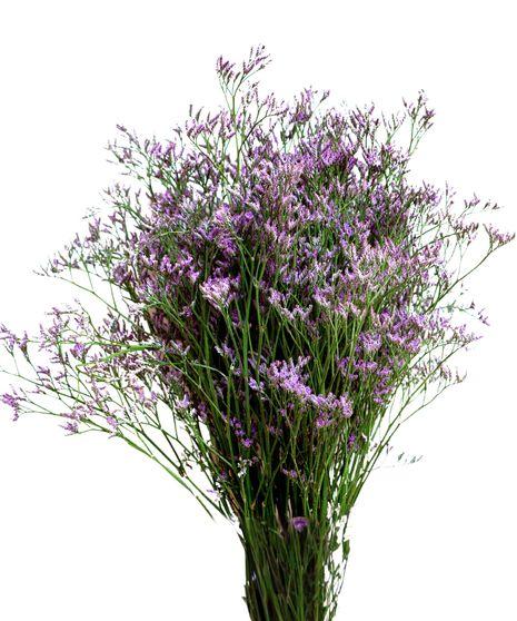 Limonium Bulk