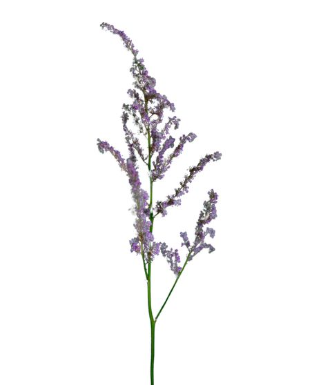 Limonium Stem