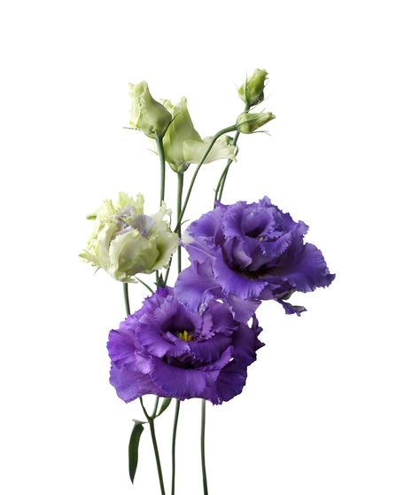 Lisianthus Stem