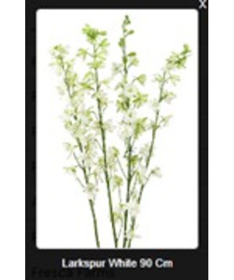 Larkspur
