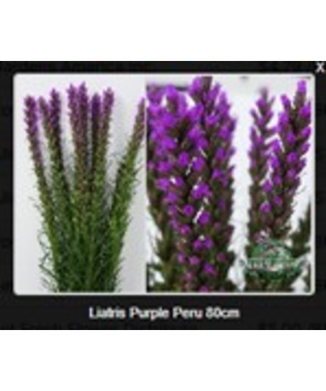 Liatris