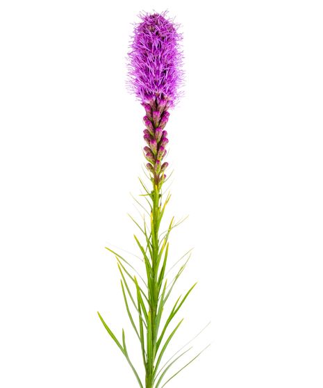 Liatris Stem