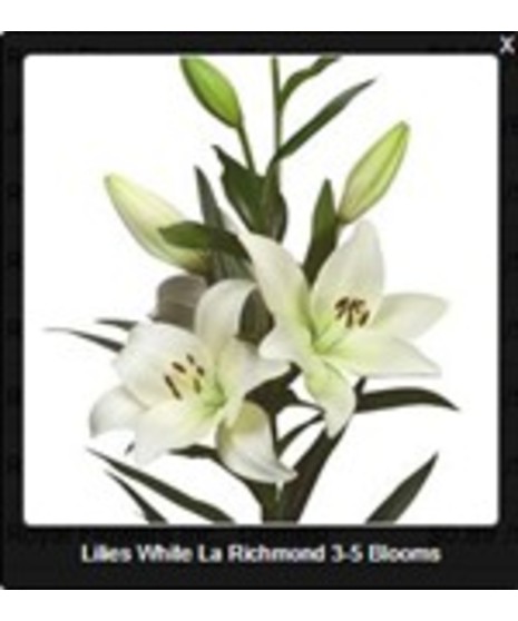 Asiatic Lily