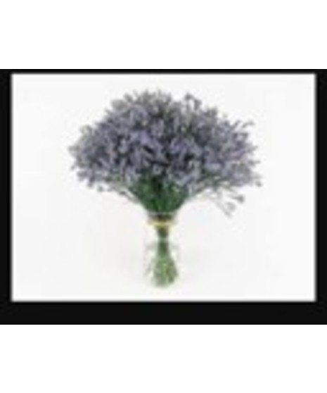 Limonium