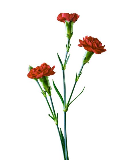 Mini Carnation Stem