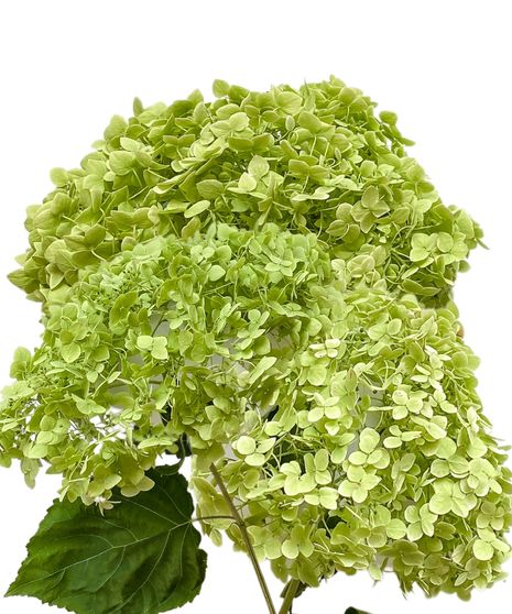 Mini Hydrangea Bulk