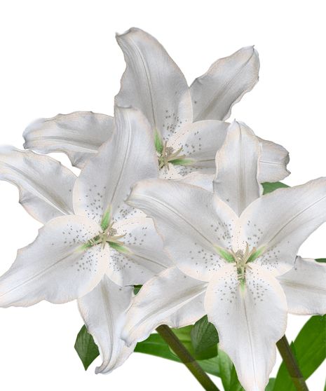 Oriental Lily Bulk