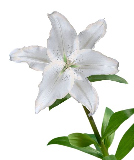 Oriental Lily Stem